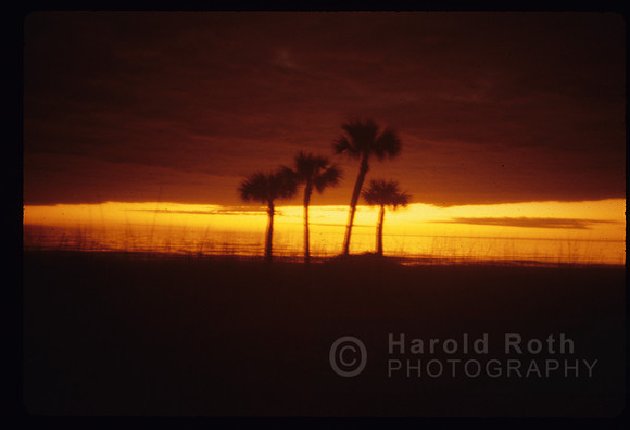 sunset_palms 2