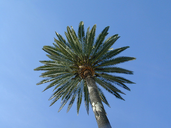palm_tree_hr