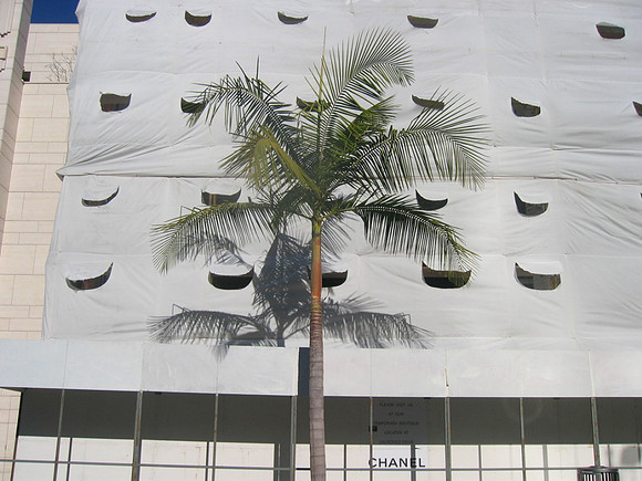 rodeo_palmtree01_hr