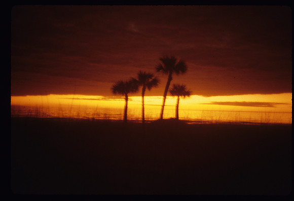 sunset_palms 2
